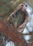 Red-shouldered Hawk Chick, Mercer Wetlands