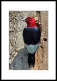 Red-headed Woodpecker