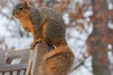 Bird Feeder Bandits