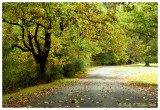 Autumn Begins