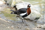 Bernache à cou roux - Red-breasted Goose - Branta ruficollis