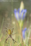 Wasp spider (Argiope bruennichi)