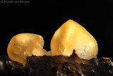 Yellow brain (Tremella mesenterica)