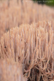 Pterula multifida (No common name)