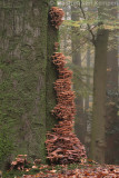 Honey fungus (Armillaria mellea)