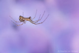 Garden spider (Araneus diadematus)
