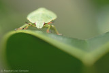 Green shield bug (Palomena prasina)