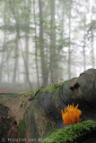 Yellow staghorn (Calocera viscosa)