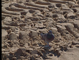 P1020508_pigeon tire tracks.jpg