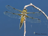 Libellula quadrimaculata - Four-spotted Skimmer 1b.jpg