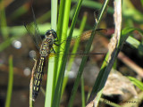 Pachydiplax longipennis - Blue Dasher 2a.jpg