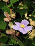 Flower C1a - SV.jpg