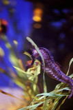Sea Horse