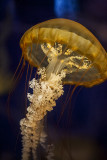 West Cost Nettle (Chrysaora Fuscescens)