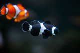 Clown Fish
