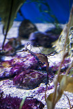 Weedy Sea Dragon