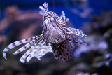Scorpion Fish