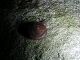 Snail A Trillium Woods Kanata 28 September 2008 017 2.jpg