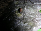 Snail D Beaverbrook Kanata 30June2008 001 3.jpg