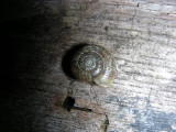 Snail L South March Highlands Kanata 10 May 2009 120 5.jpg
