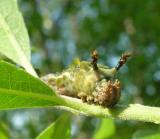 Limenitis arthemis - White Admiral
