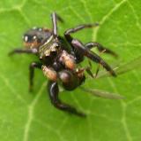 Phidippus with fly - view 3