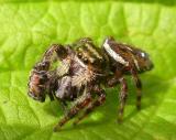 Phidippus clarus - female - with prey - view 3