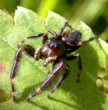 Phidippus borealis (?) after molting - view 1