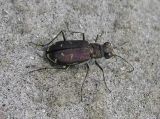 tiger beetle - view 1