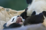 Lun Lun - 12 year old female and new cub Xi Lan