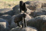 Gorillas