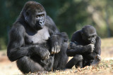 Gorillas