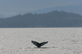 Whale watching with Orca Enterprises in Juneau, AK