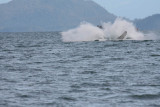 Whale watching with Orca Enterprises in Juneau, AK