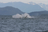 Whale watching with Orca Enterprises in Juneau, AK