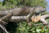Iguana