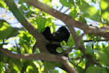 Howler Monkey