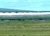 Musk Ox Herd