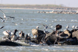 Feeding in the tidal current among the jetty rocks