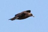 Jaeger #4, juvenile Pomarine
