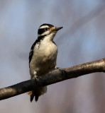 Hairy Woodpecker 0719