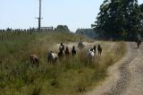 Campo
