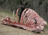 Perro PDC PB.jpg