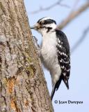 DSC_6868-ec .jpg Downy Woodpecker