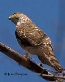 Cooper's Hawk