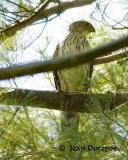 Cooper's Hawk