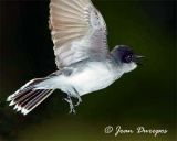 Eastern Kingbird in flight