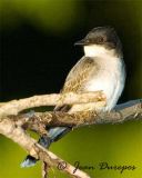 Eastern Kingbird