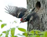 Sapsucker, Yellow-bellied