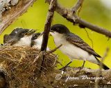 Eastern Kingbird Mom with chicks